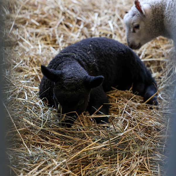 Spring Farm Babies At Kensington Metropark
