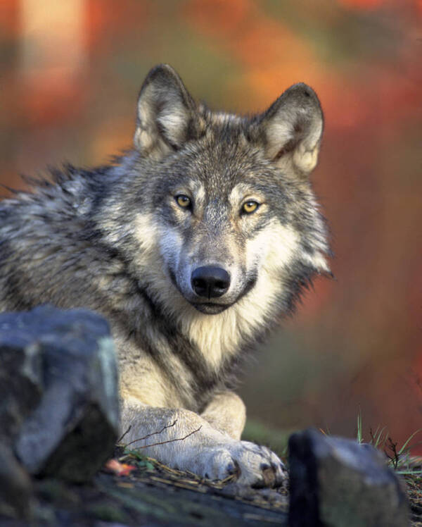 Rare Gray Wolf Killed In Lower Peninsula