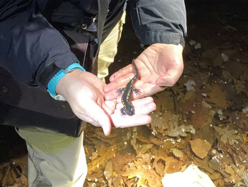 "A Night With Amphibians" Thursday At Hudson Mills Metropark