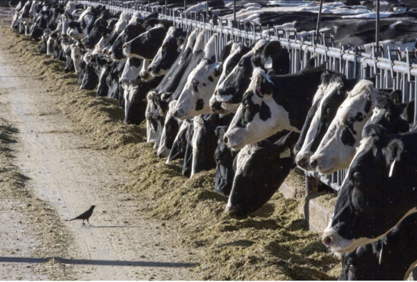 Avian Influenza Detected In Three New Michigan Dairy Herds