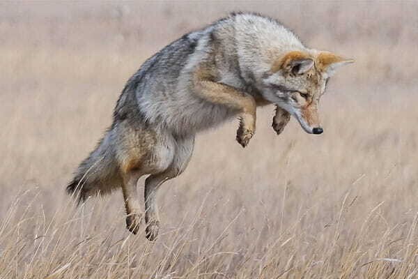 New DNR Coyote Hunting Dates, Firearm Regulations