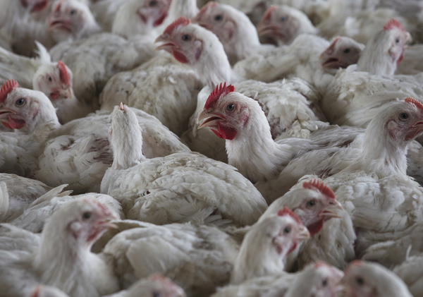 State Urges Farmers, Producers To Protect Animals From Bird Flu