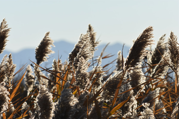 Local Invasive Species Project Receives $60,000 Grant