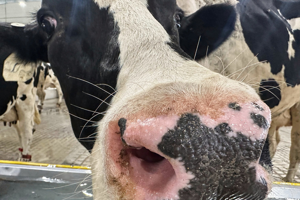 Monday Marked "Moo-ving Day" For Dairy Cattle At MSU