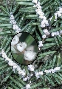 Invasive Hemlock Woolly Adelgid Found In Western Antrim County