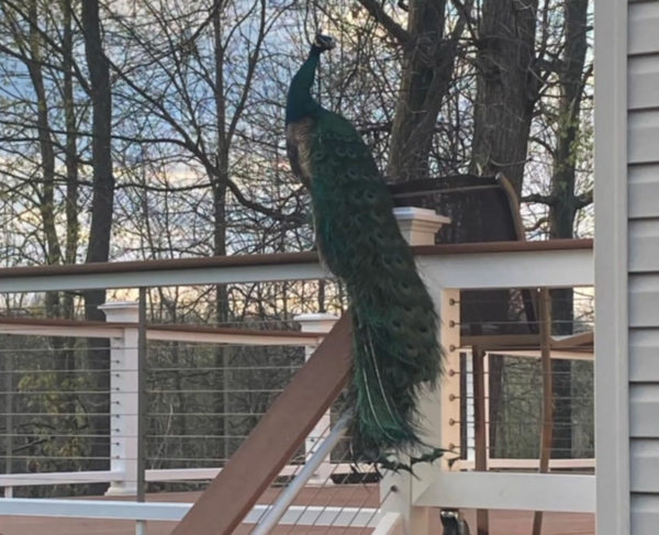 Escaped Milford Peacock Becomes Social Media Star