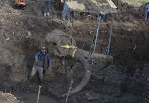 More Mammoth Bones Discovered During Second Dig At Chelsea Farm