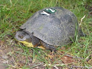 Oldest Blanding's Turtle On Record At Reserve In Pinckney