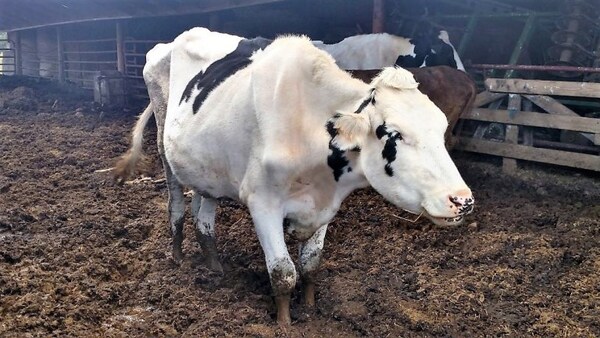 MI Ag Officials Implement New Domestic Animal Entry Requirements to Prevent Spread of New World Screwworm