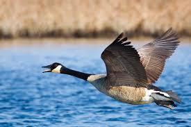 Resolution Approved To Remove Nuisance Geese In Green Oak