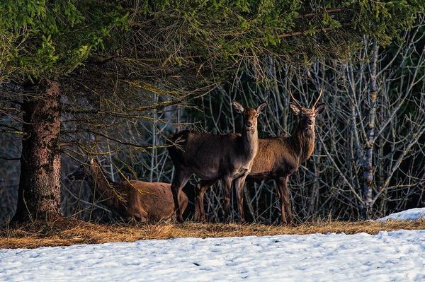 Michigan Hunters, Anglers Set 2021 Conservation Goals