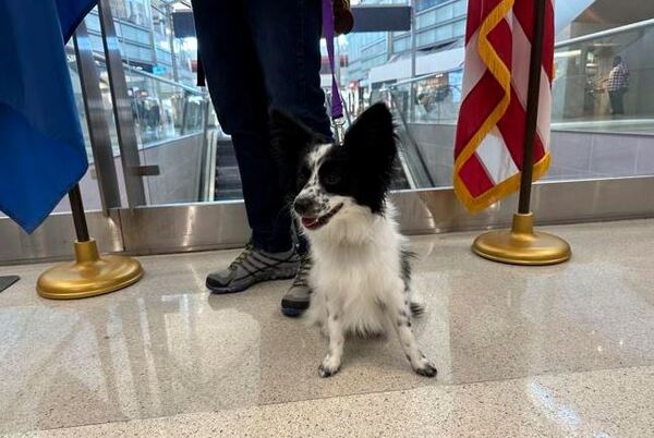 Future Assistance Dogs "Earn Their Wings" At Detroit Metro Airport