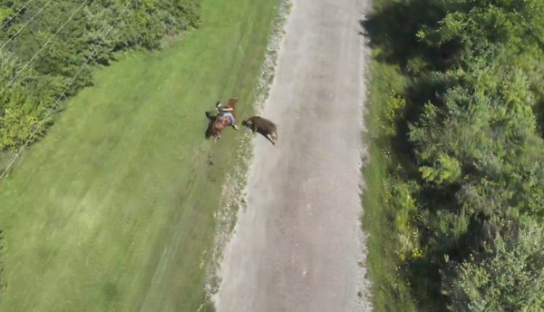 "Roper Joe" Wrangles Loose Steer on Clark Rd. in Hartland Twp.