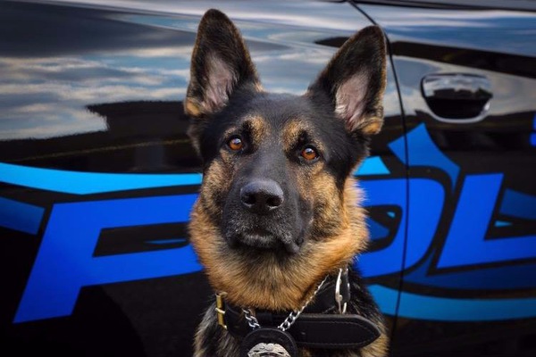 War Dog Memorial Sets Up Fundraiser For K9 Killed In Line Of Duty