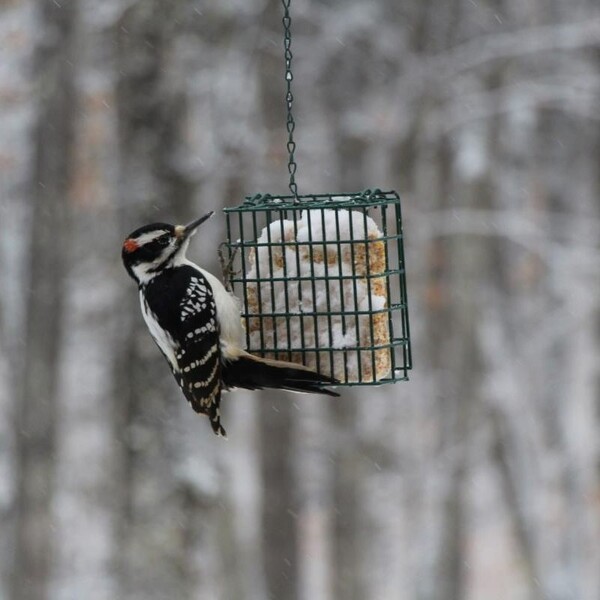 “Great Backyard Bird Count” This Weekend