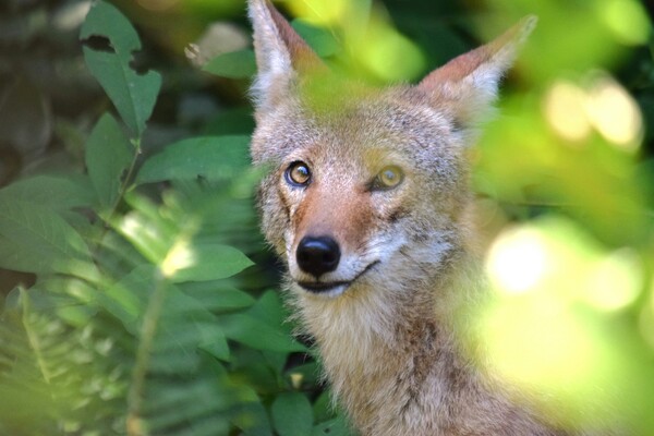 Humane Society of Huron Valley's Virtual Event Aims to Teach How to 'Co-exist With Coyotes'