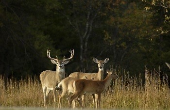 DNR Survey Seeks Broad Input On Deer Management
