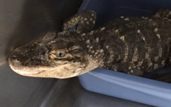 Alligator Found On The Side Of The Road In Oceola Twp.