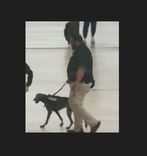 TSA Agent Accused of Mishandling Working Dog at DTW