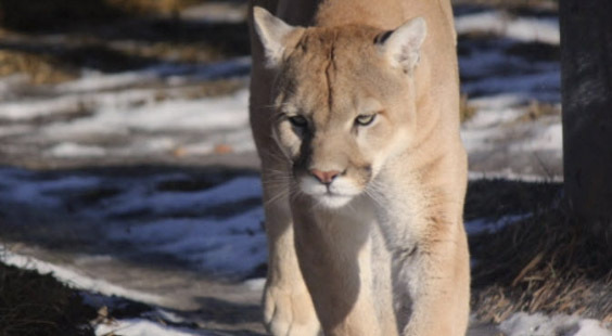 Does Novi Have a Cougar?
