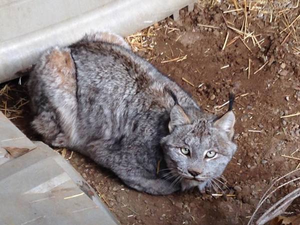 Officials Say Rare Canada Lynx Is Female, Receiving Expert Care