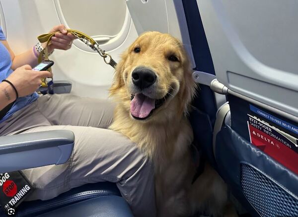 Future Assistance Dogs "Earn Their Wings" At Detroit Metro Airport