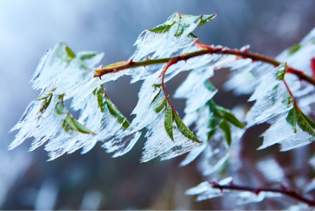 NWS Issues Freeze Warning for Wednesday Morning