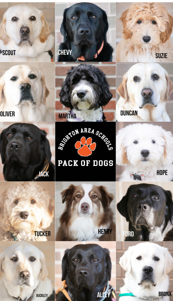 First Annual Brighton Pack of Dogs Pet Parade Termed a Success