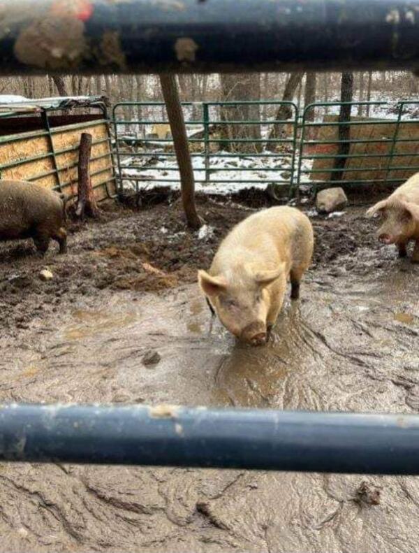 Devoted Barn Owner Sentenced In Second Animal Cruelty Case