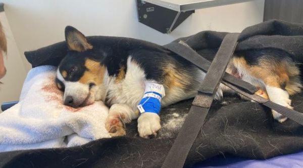 Howell Family Fundraiser To Help Corgi In Critical Condition