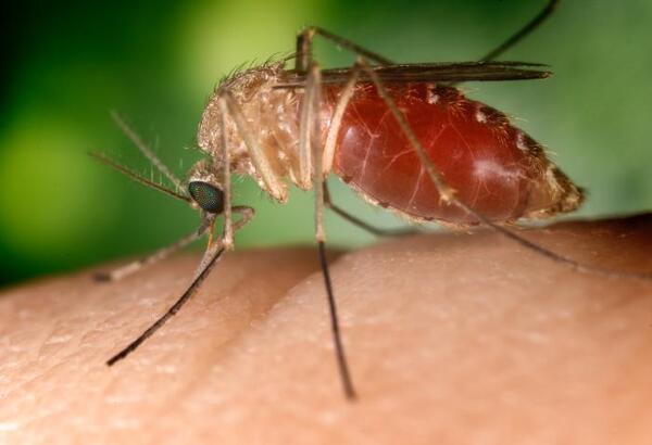 Livingston County Urges Residents to Prevent Mosquito Bites