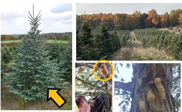 MDARD Hosts “Holiday Hitchhikers: Unpacking Pests In Christmas Trees”