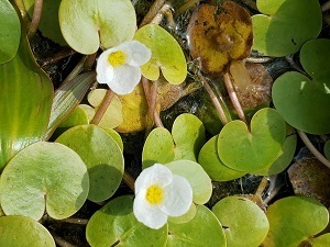 Meeting Highlights Invasive Aquatic European Frog-Bit Plant