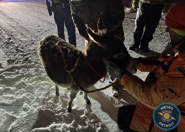 MSP Troopers Safely Rescue Escaped Miniature Donkey Named Dolly