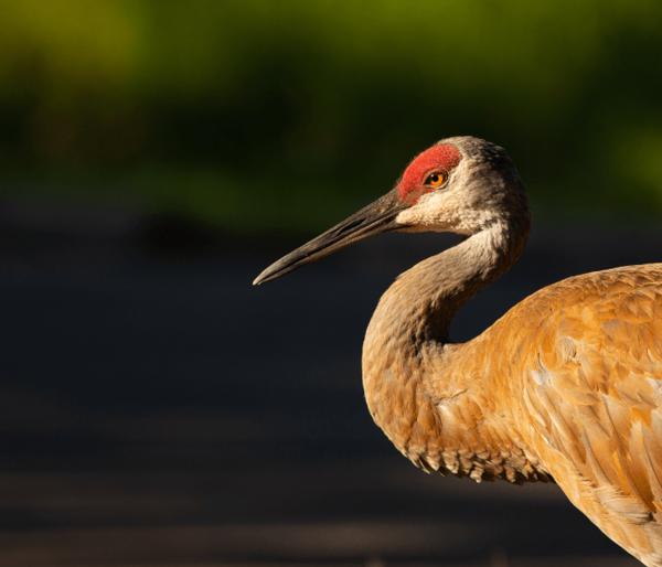 Milford Man Pleads Guilty To Shooting Protected Sandhill Cranes