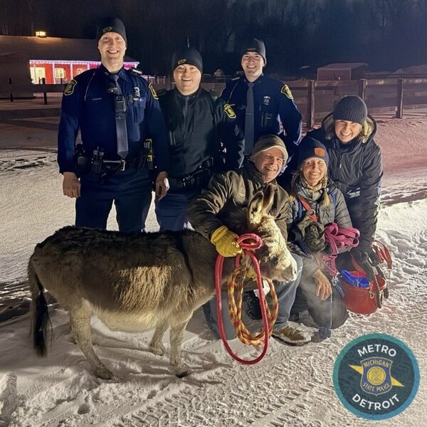 MSP Troopers Safely Rescue Escaped Miniature Donkey Named Dolly
