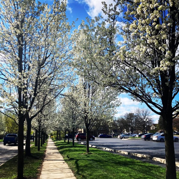 Volunteers Sought For Community Tree Planting Event