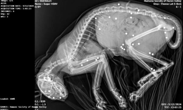 Charges Filed In Kitten Shooting Case