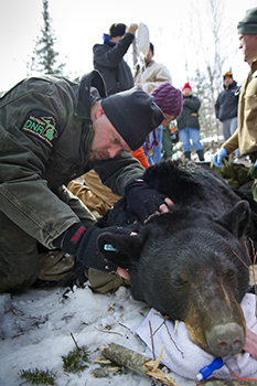 Local Hunters Encouraged To Report Bear Dens To MDNR