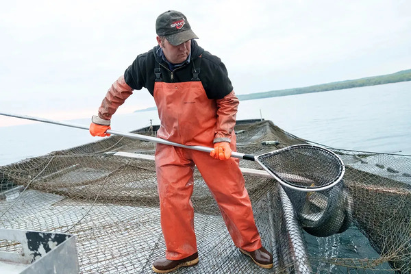 Michigan Hatches a Great Lakes Whitefish Rescue Plan