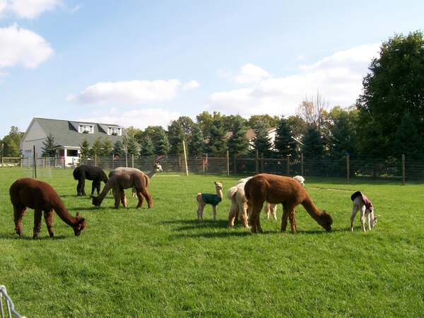 Final Spooktacular Weekend at Howell's Triple Diamonds Alpaca Ranch