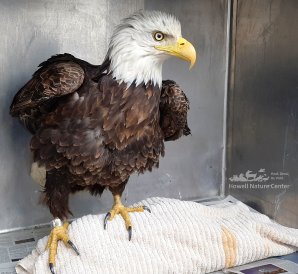Howell Nature Center Caring For Injured Bald Eagle