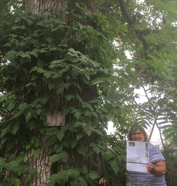 One Month Left To Find Biggest Tree In Each Michigan County