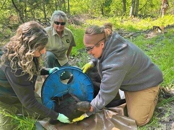 DNR Biologists Remove Lid Stuck On Bear’s Neck For Two Years