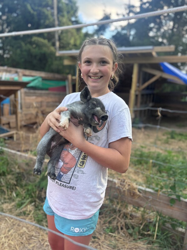 First Year Showing Pigs At Fowlerville Family Fair For Local 4-H Member