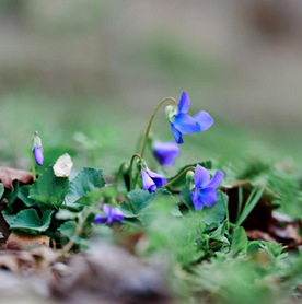 Wildflower Hike Planned at Indian Springs Metropark