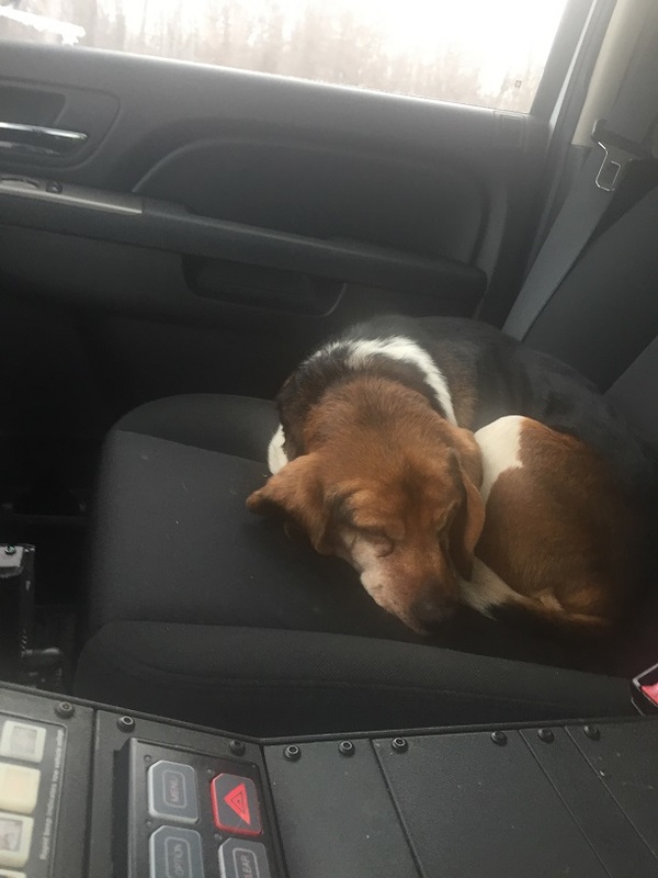 Lost Dog Reunited With Owner In Stockbridge