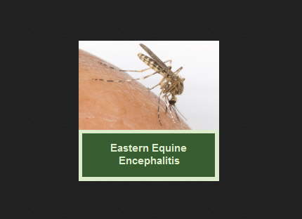 State's First EEE Case Confirmed In Livingston County Horse