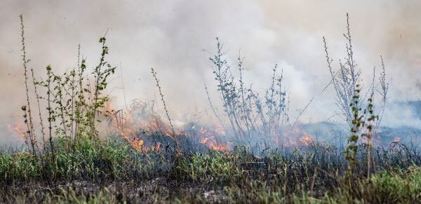 Prescribed Burns Wednesday in Washtenaw, Oakland Counties