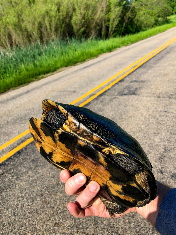 "Give Them A Brake" - Be On The Lookout For Migrating Turtles On Roads